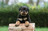 ROTTWEILER 367